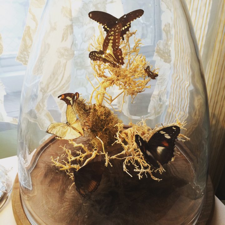 蝶のオブジェ。ガラスドーム内での架空自然観。